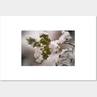 snow covered holly leaves Posters and Art